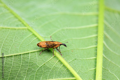 Weevil on wild plants, North China