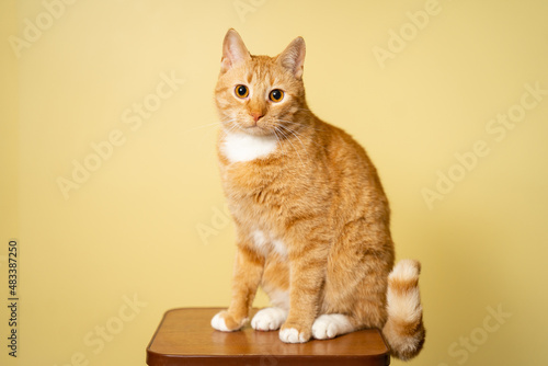 Cute adult red cat with white stripes sits posing on chair in studio against yellow background. Red-haired cat on background of a yellow wall studio shot. Theme pets, love and protection of animals