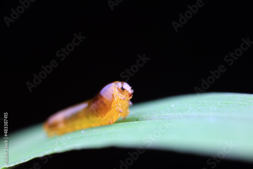 Leaf bee larvae on wild plants, North China