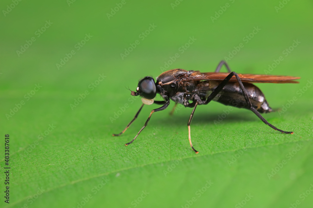 Fototapeta premium Gadfly on wild plants, North China