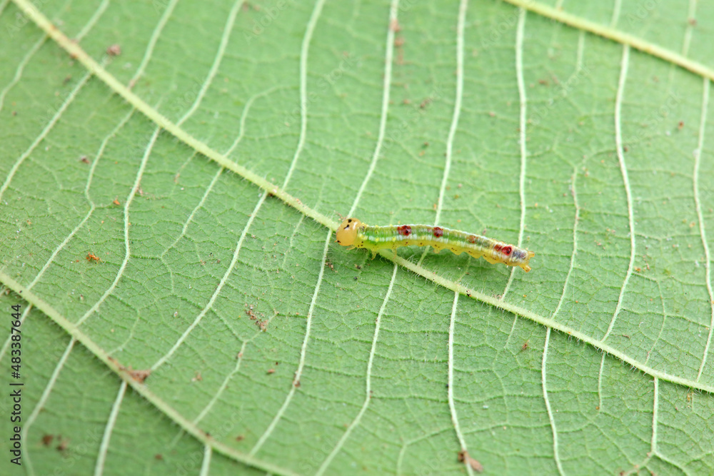 Lepidoptera larvae in the wild, North China Lepidoptera larvae in the wild, North China