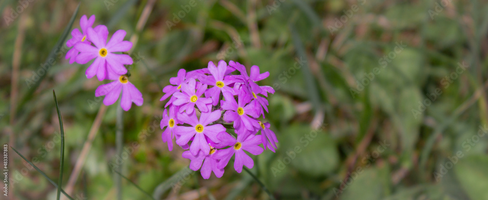 Fototapeta premium Floral natural background. Pink flowers of Bird's-eye primrose (Primula farinosa) on the green background out of focus.