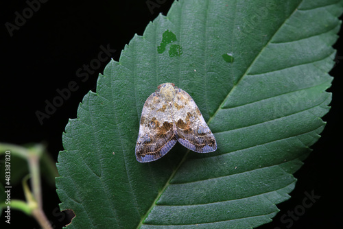 Hemiptera wax Cicadellidae insects on wild plants, North China photo