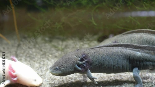 Axolotl Mexican Walking Fish Ambystoma Mexicanum on Sandy Bottom of Aquarium