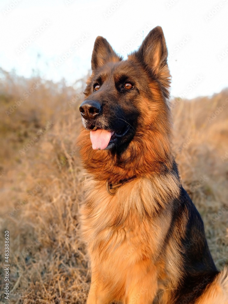 Portrait of german shepherd dog sitting actively in the forest. Female german shepherd with aggressive look. Portrait of german shepherd dog sitting actively in the forest. Female german shepherd with aggressive look.