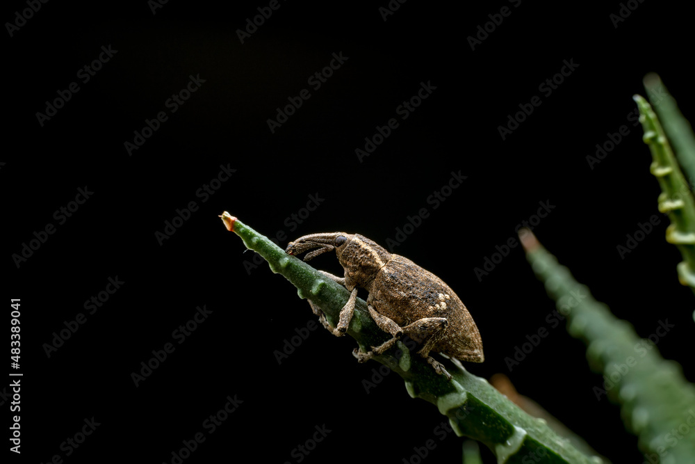 Naklejka premium Weevil on wild plants, North China