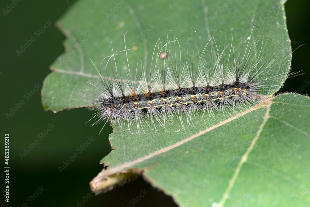 Fototapeta premium Lepidoptera larvae in the wild, North China