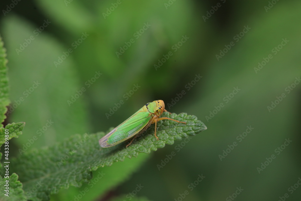 Leaf cicada on wild plants, North China Leaf cicada on wild plants, North China
