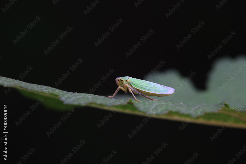 Naklejka premium Leaf cicada on wild plants, North China