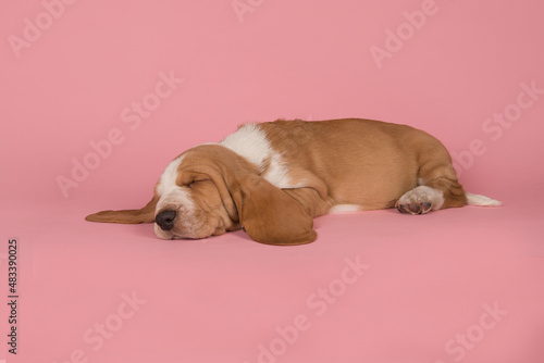 Obraz na płótnie Cute Sleeping Tan And White Basset Hound On A Pink Background