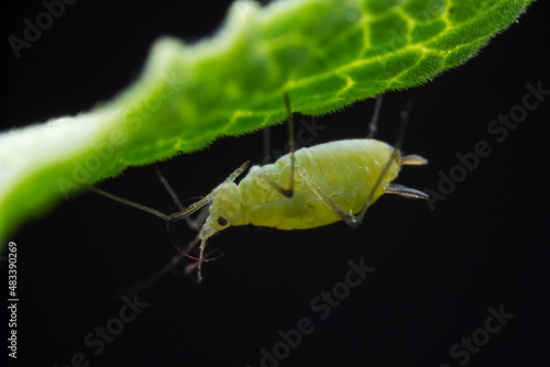 Aphids in the wild, North China