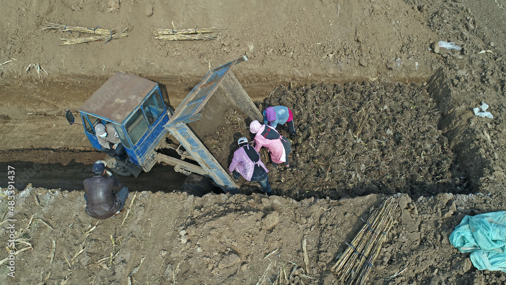 Farmers are storing taros on the farm, North China Farmers are storing taros on the farm, North China