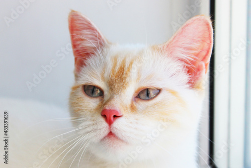 tired distant, angry suspicious cat. cute beautiful white cat with blue eyes. fluffy white fur. red ears and tail. sits on a bright background and looks at the camera with big eyes Surprised cat face © Natalia Bo