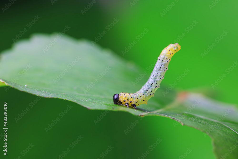 Leaf bee larvae on wild plants, North China Leaf bee larvae on wild plants, North China