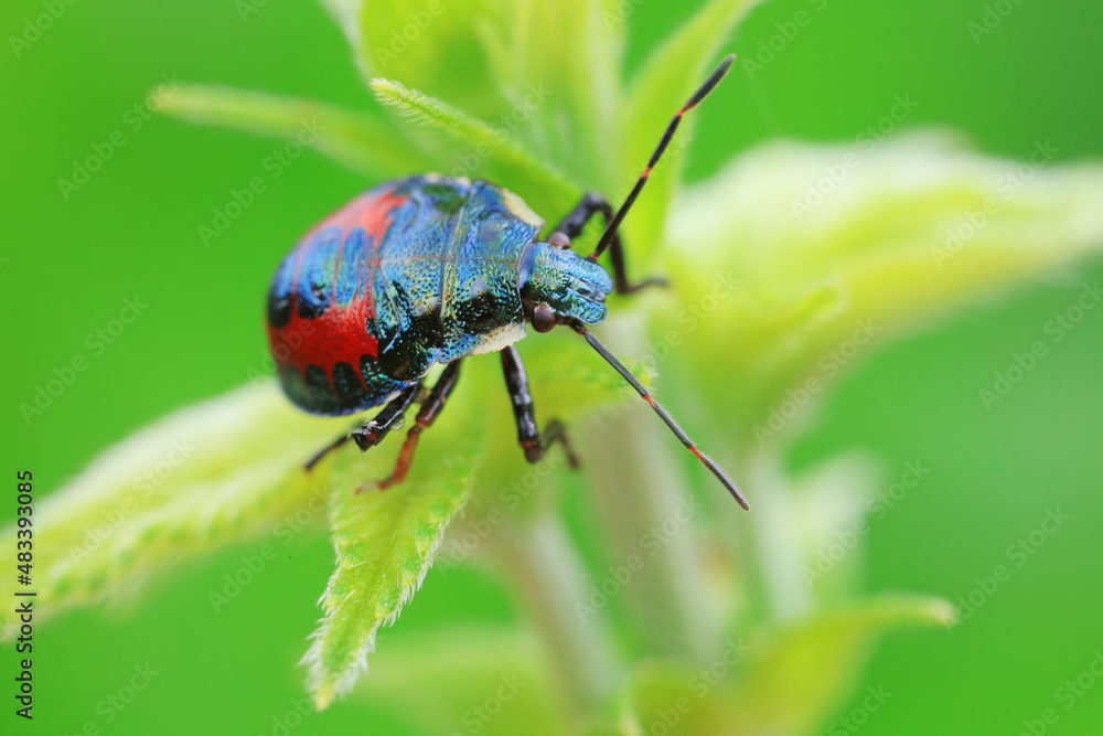 Hemiptera bugs in the wild, North China Hemiptera bugs in the wild, North China