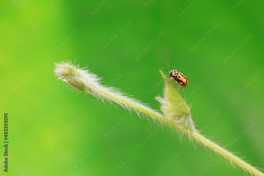 Leaf beetle on wild plants, North China Leaf beetle on wild plants, North China