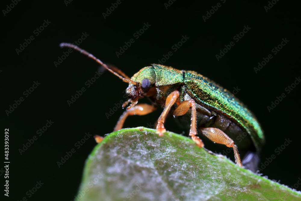 Leaf beetle on wild plants, North China Leaf beetle on wild plants, North China