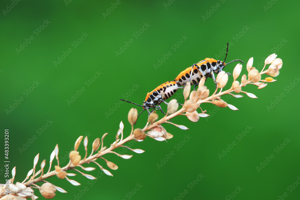 Fototapeta premium Hemiptera bugs in the wild, North China