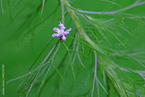 Hemiptera wax Cicadellidae insects on wild plants, North China photo