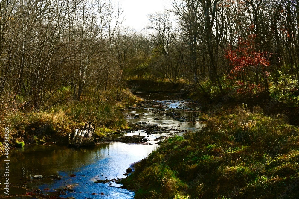 river in the forest