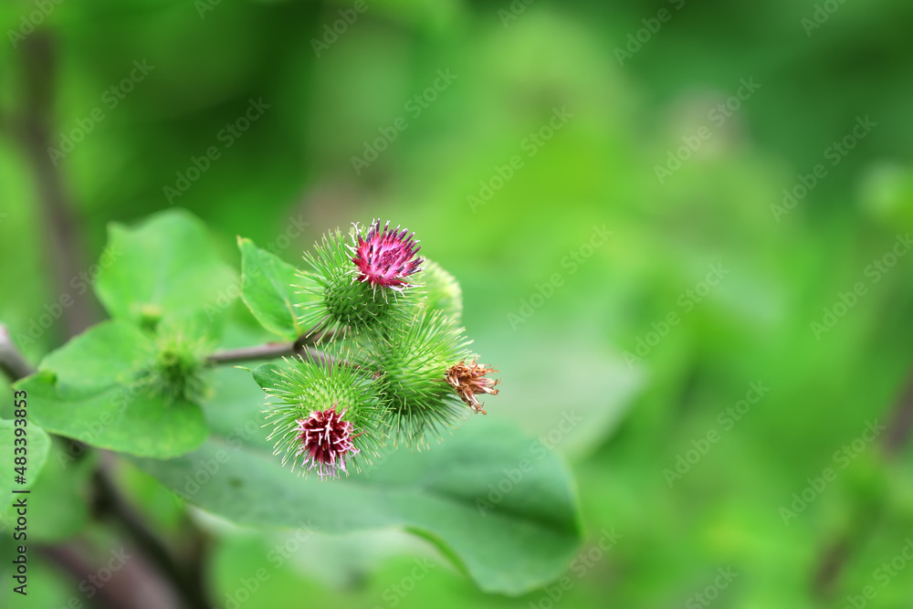 Wild burdock flower, a wild plant, North China Wild burdock flower, a wild plant, North China