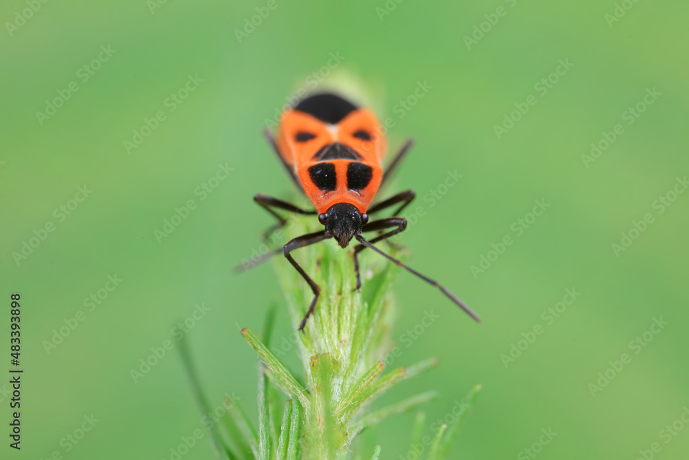 Naklejka premium Hemiptera bugs in the wild, North China