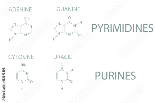 Pyrimidines vs Purines. Molecular skeletal chemical formula. 