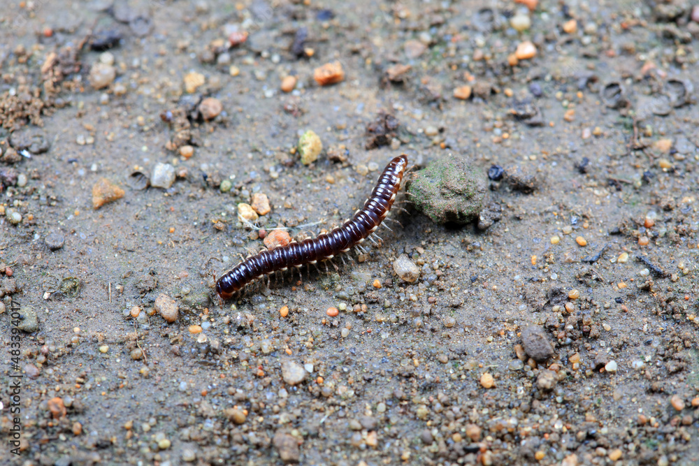 class diplopoda animal in the wild, North China class diplopoda animal in the wild, North China