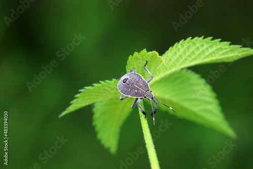 Hemiptera bugs in the wild, North China