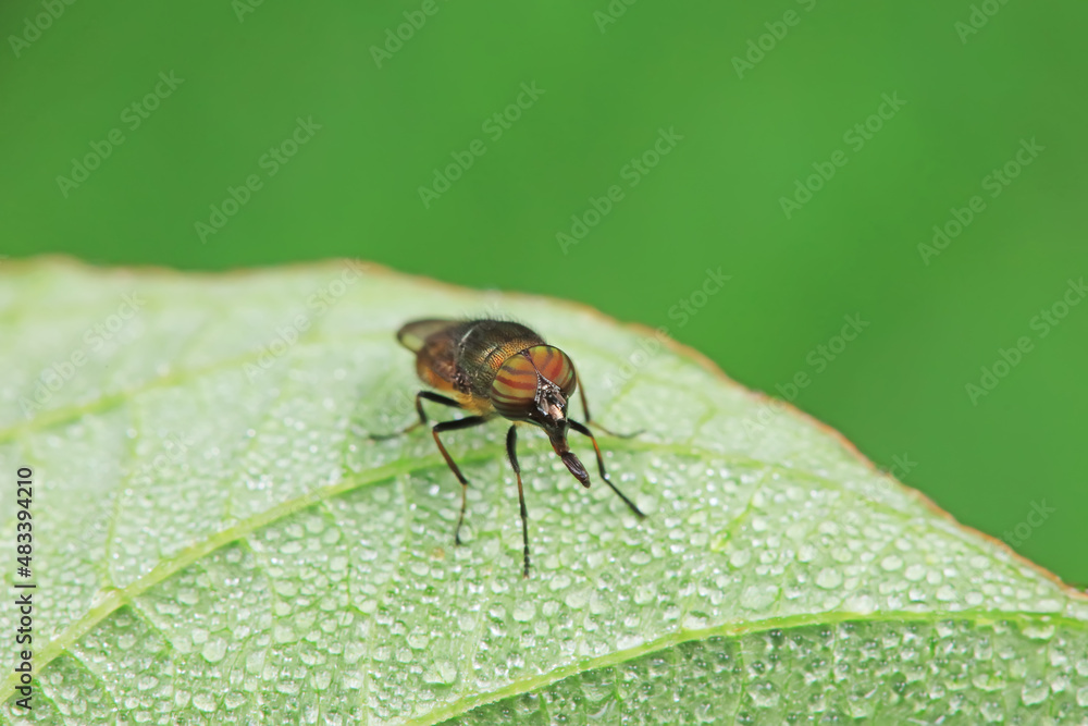 Flies on wild plants, North China