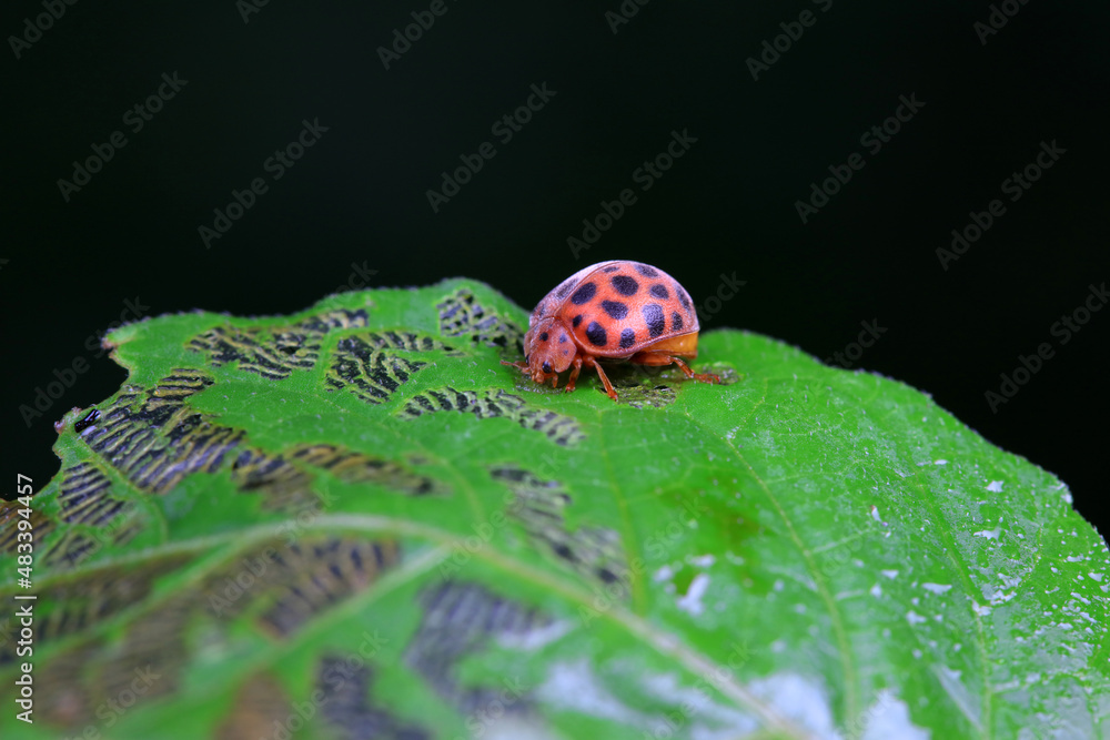 Fototapeta premium Ladybugs on wild plants, North China