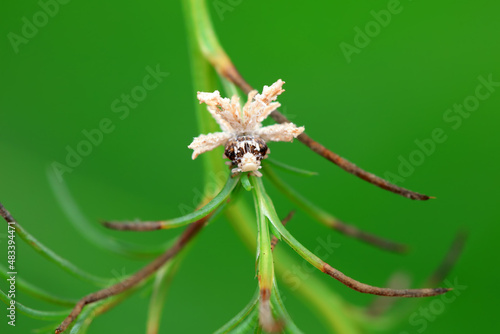 Hemiptera wax Cicadellidae insects on wild plants, North China photo