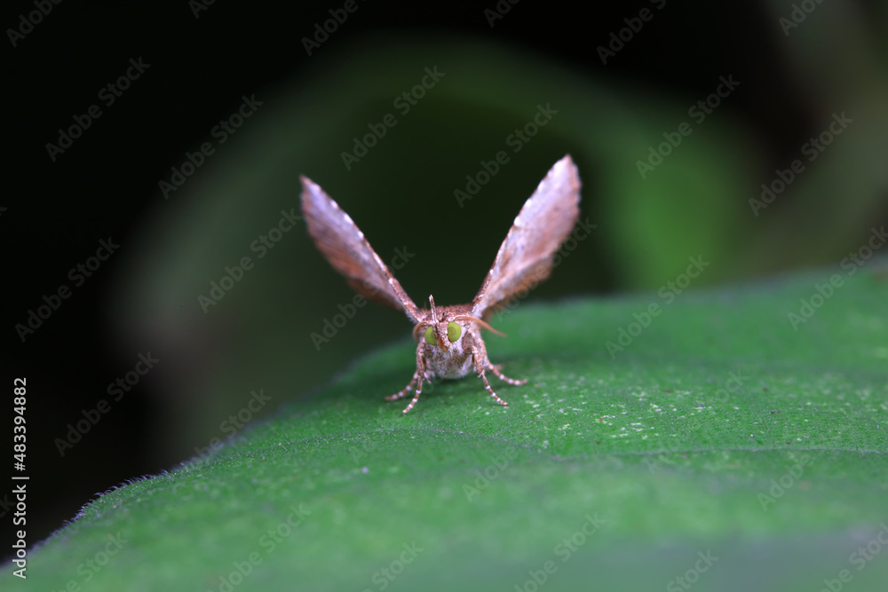 Fototapeta premium Lepidoptera insects in the wild, North China
