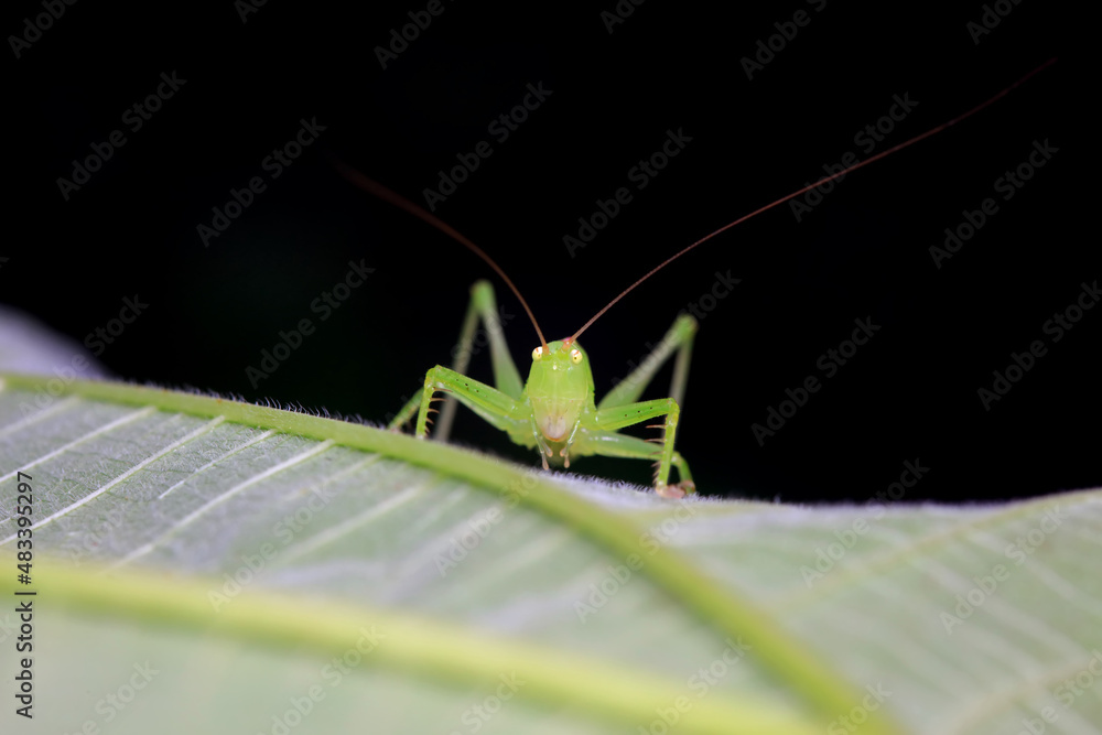 Katydid nymphs in the wild, North China Katydid nymphs in the wild, North China