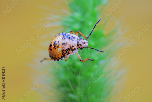 Hemiptera bugs in the wild, North China