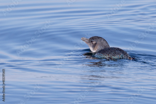 Little Blue or Fairy Penguin in Australasia