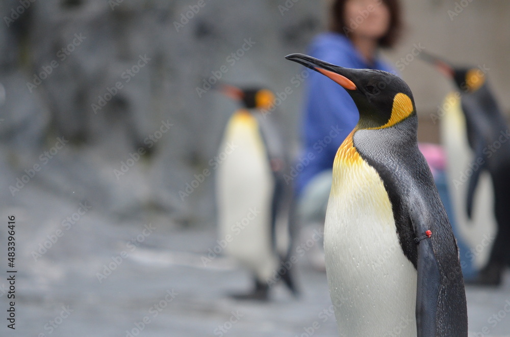 Fototapeta premium ペンギン