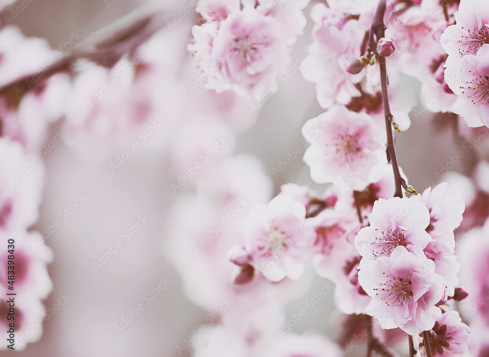 Delicate pink plum almond flowers in the spring garden.
Delicate pink plum almond flowers in the spring garden.