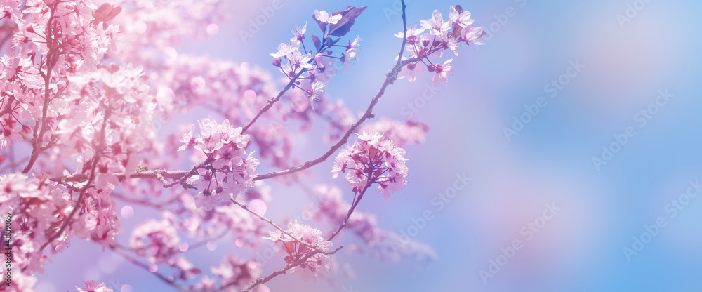 beautiful blooming cherry tree in sunshine isolated on blue sky at the edge of the panoramic, close-up of blurry cherry blossom, selective focus on the upper flowers