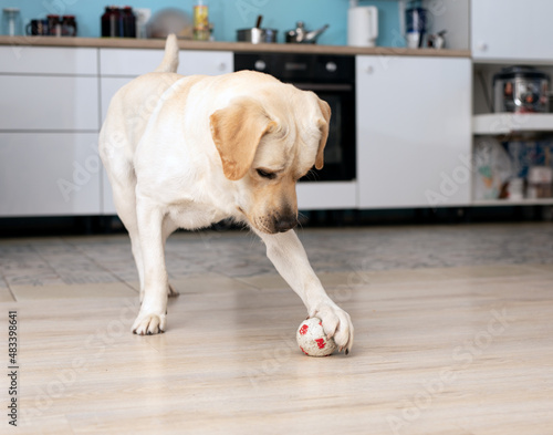 Labrador dog play with paws with small ball at home