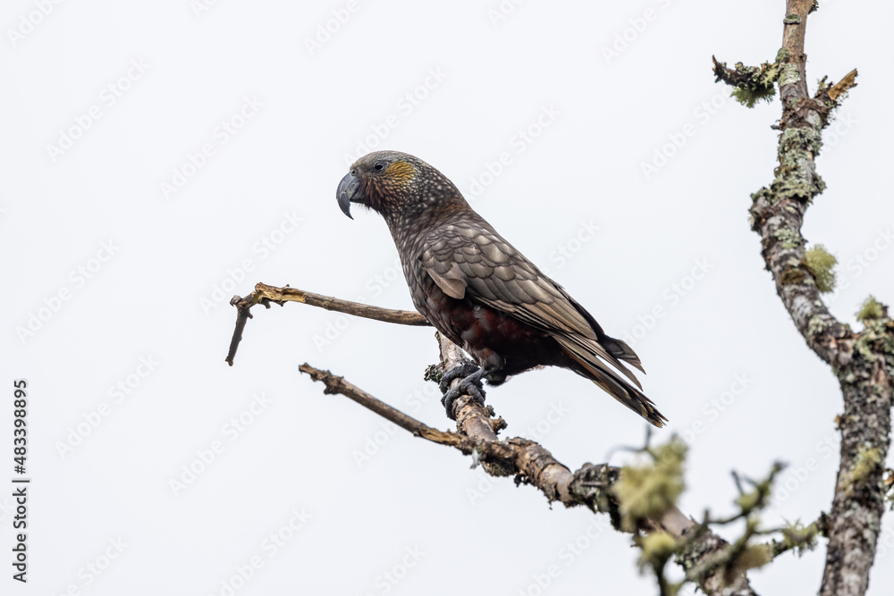 Fototapeta premium South Island Kaka Endemic Parrot of New Zealand
