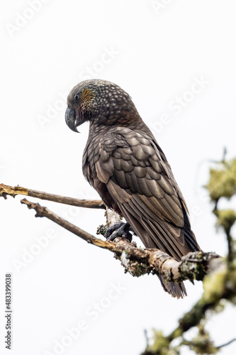 South Island Kaka Endemic Parrot of New Zealand