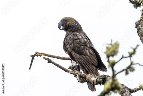 South Island Kaka Endemic Parrot of New Zealand