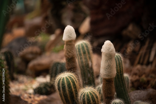 Unique cacktus plants, Micrantho Cereus, grows in the garden photo