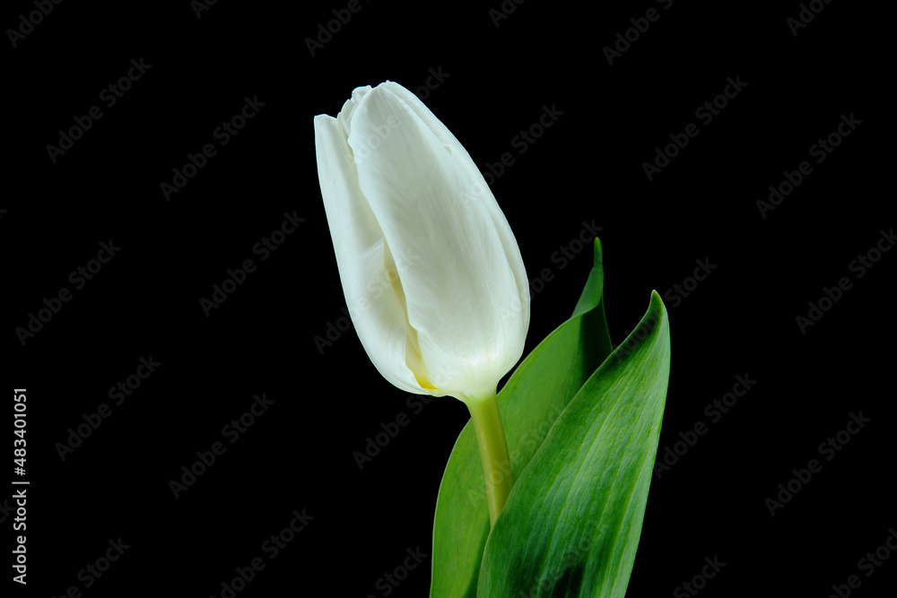 Biały tulipan na czarnym tle. kompozycja kwiatowa dla kartki, tła. tekstura dla tła na pulpit, życzenia, okazje, urodziny lub święto.  - obrazy, fototapety, plakaty 