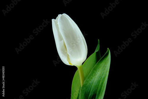 Biały tulipan na czarnym tle. kompozycja kwiatowa dla kartki, tła. tekstura dla tła na pulpit, życzenia, okazje, urodziny lub święto. 