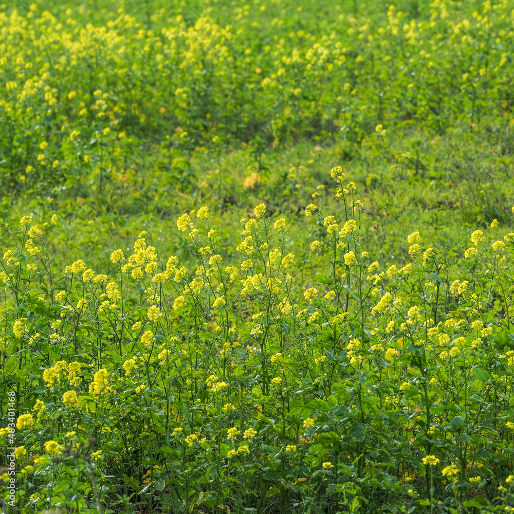 Fototapeta premium champ fleuri à Herqueville dans l'Eure en France