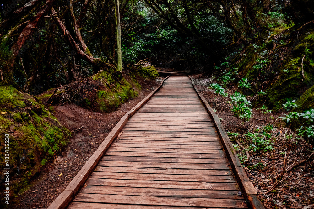 Obraz premium Mysterious wooden path, which crosses a closed forest, to protect it from footsteps.