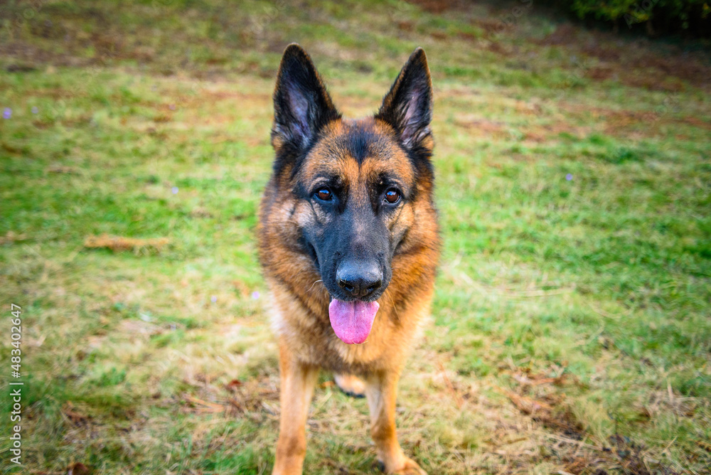 German shepherd dog looking straight at camera with tongue sticking out and ears pricked, standing in field. Black and tan colour.