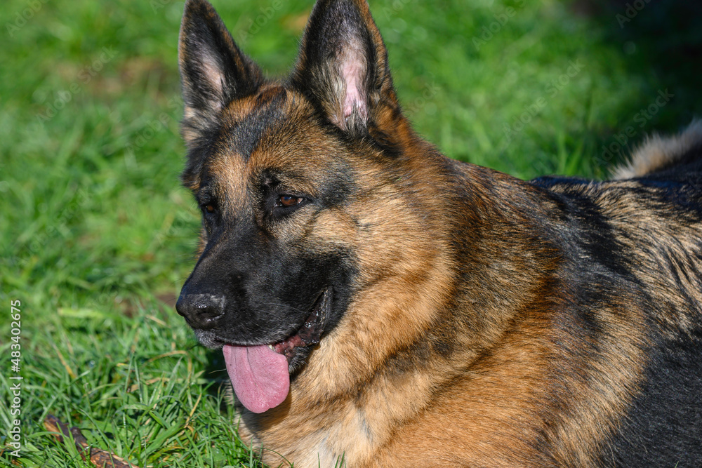 Profile portrait of the head of a German Shepherd Dog lying down looking straight ahead, with his mouth half open and his tongue half out of his mouth, attentive to what is happening beyond the image 